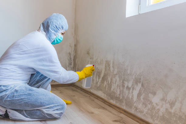 Licensed Mold Testing service in East Walpole, MA - WQB Mold Removal