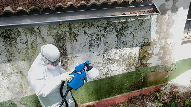 Top rated local Mold Testing specialists in East Walpole, MA